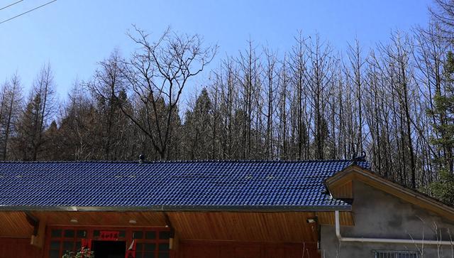 诗画冬日鹤峰：致敬冬日高山树木