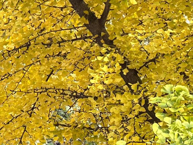 泰山壶天阁银杏披“金衣” 秋日美景引客来