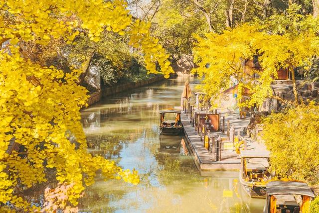 苏州银杏黄了！道前街虎丘之外，这3个地方人少免费，壮观又诗意