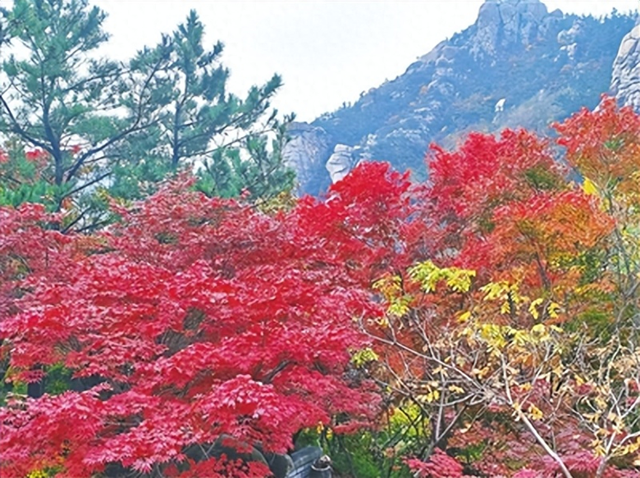 崂山“枫”景跻身全国十佳！2025全国赏红叶地图出炉 崂山风景区榜上有名