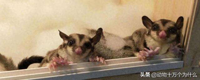 蜜袋鼯臭死了（公蜜袋鼯绝育后还臭吗若是不想太臭）