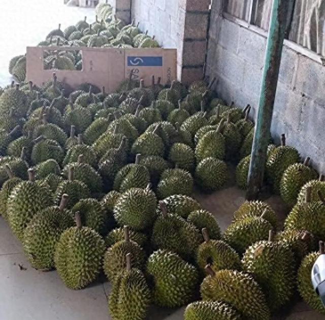 失去中国市场后，大量水果烂地里卖不出去，如今开始后悔得罪中国