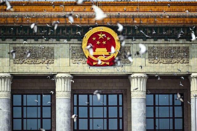 九三阅兵鸽子界的“高考”太卷了！鸽友们都是如何训练鸽子们的？
