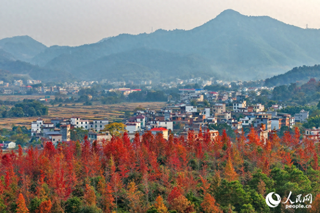 江西南康：乡村冬景宜人