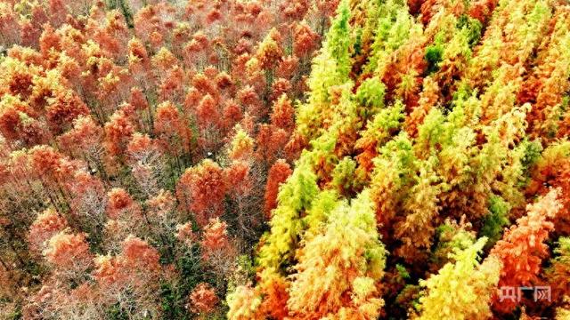 江西分宜：冬日水杉 如诗如画