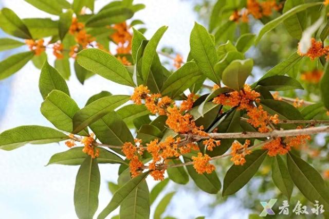 速来打卡！叙永桂花“限定返场”，这份秋日惊喜只为你！