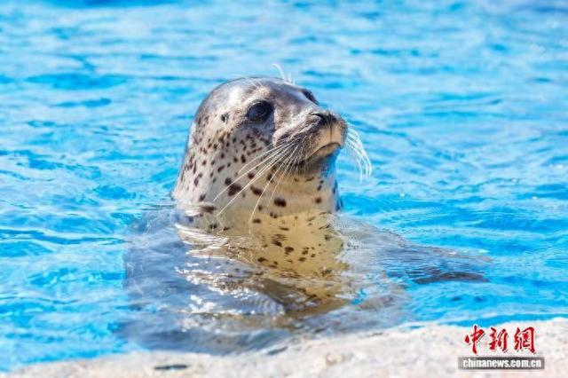 山东青岛成立斑海豹保育及研究中心 推进斑海豹繁育与救助