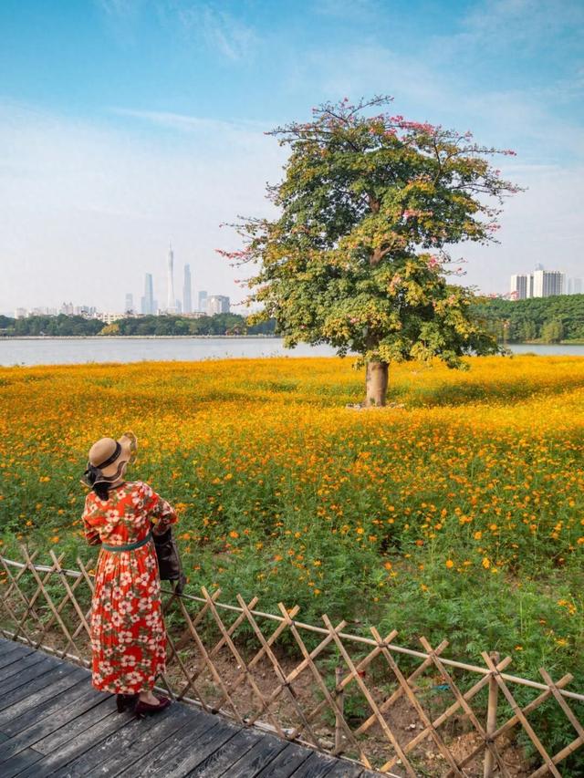 广州市区上万平方米“金色花海”，进入最佳观赏期