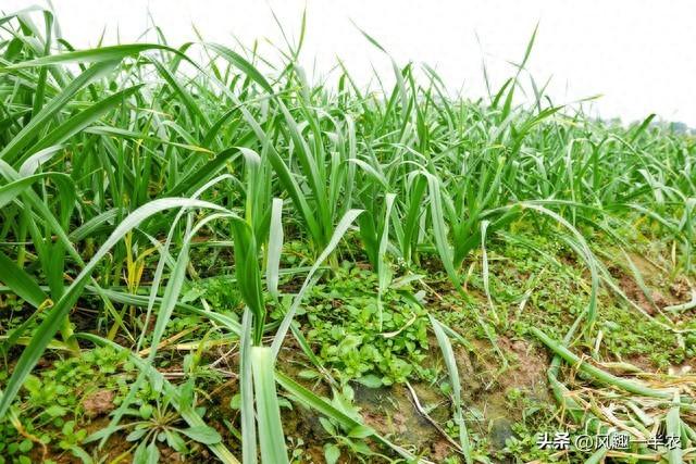 青蒜是什么（青蒜苗种植时间及技术措施）