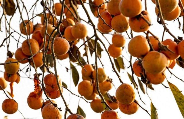 南漳：暮秋风光美 又见柿子红