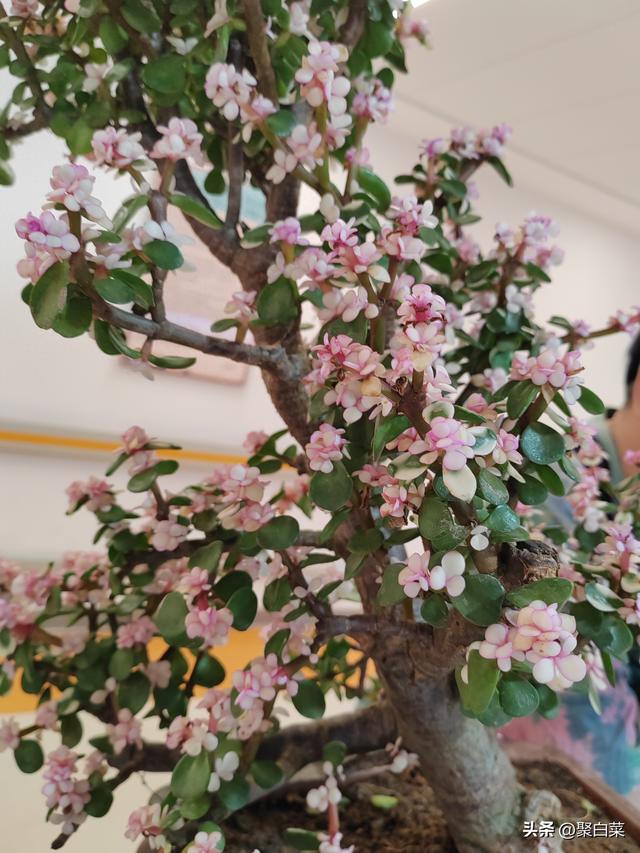一年四季中哪个季节的景色最美