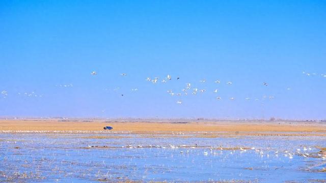 天鹅来了，就在包头黄河畔，太美了！