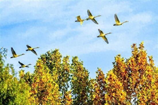 千余只天鹅陆续飞抵三门峡！这份“宝藏”观赏攻略请查收→