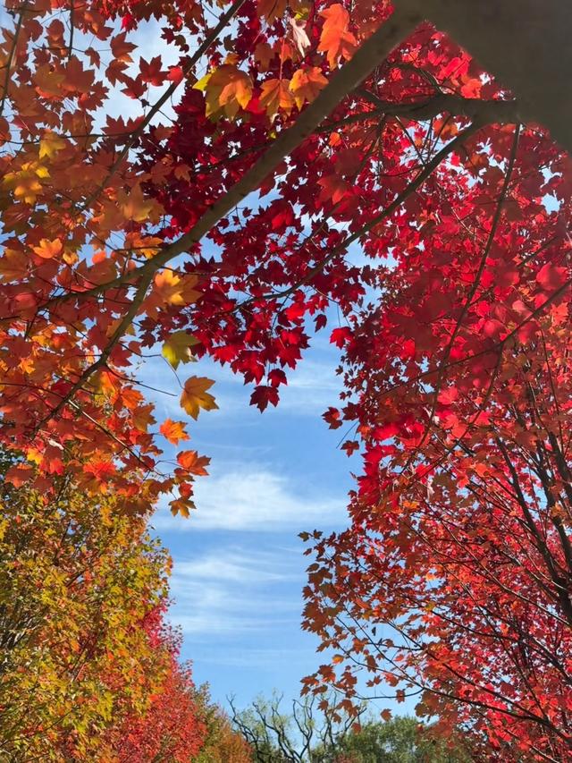 湖南农大枫林迎最佳观赏期！长沙赏枫全攻略请查收