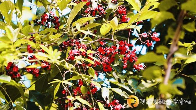 秋日黔行・养在贵州丨箐山晨光里的诗意康养
