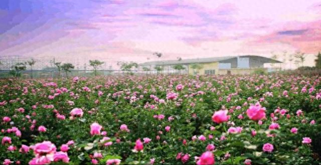 三条苦水玫瑰深度体验旅游线路邀你来玩