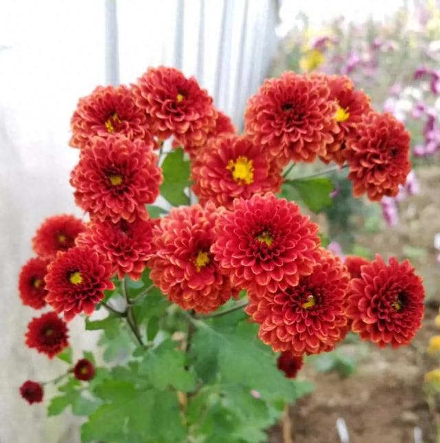 菊花