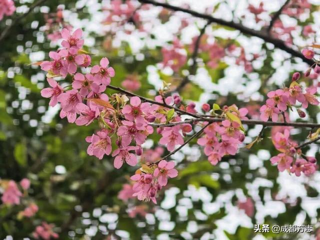 成都第一波樱花开了？？
