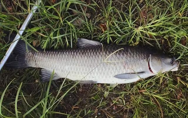 下雨了到底适不适合去钓鱼（下雨天钓鱼好不好钓）