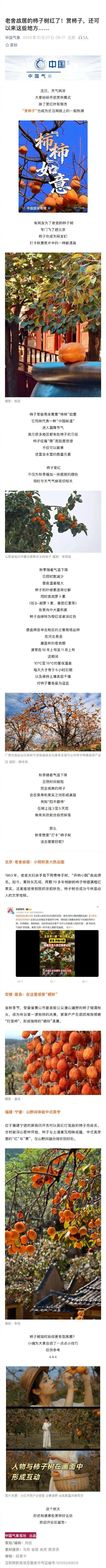 老舍故居的柿子树红了！赏柿子，还可以来这些地方……