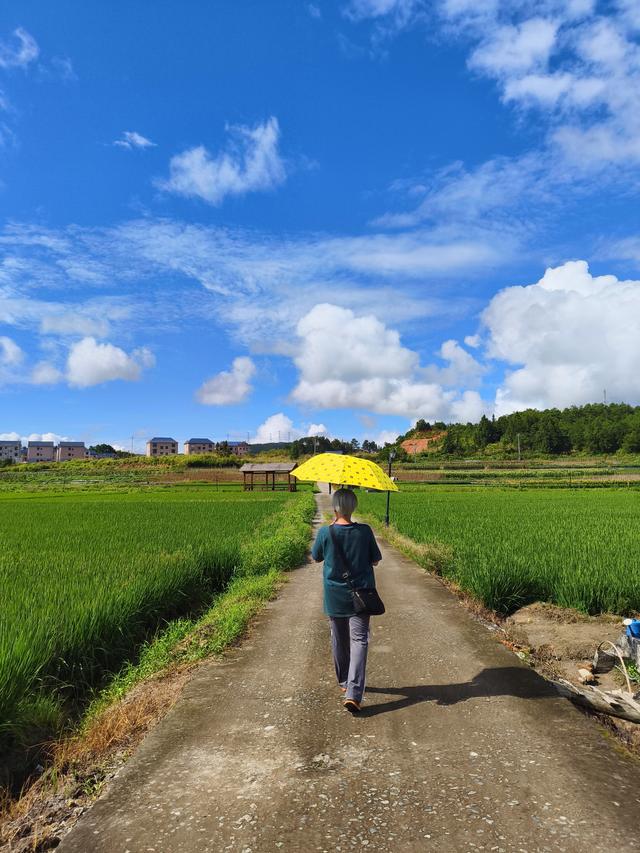 福建 · 福州 · 闽侯 · 大湖 · 稻花飘香(2025·7·28～8·1)