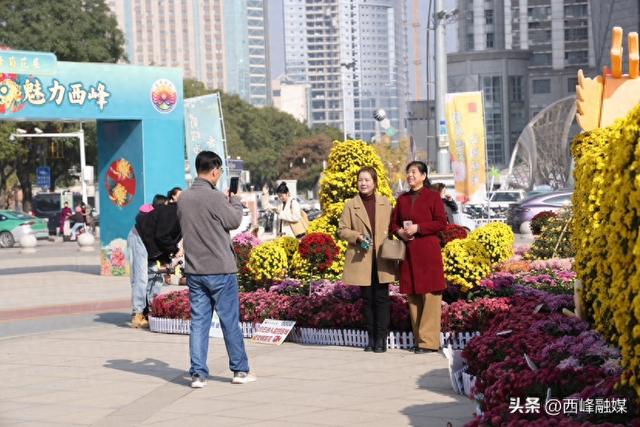 西峰区首届菊花展延长展期 满足市民赏游打卡