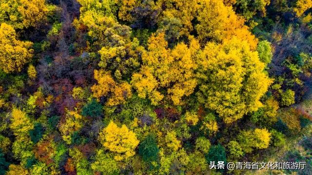 【秋日青海】假期邂逅乡趣卡阳,在云雾与秋色中共舞