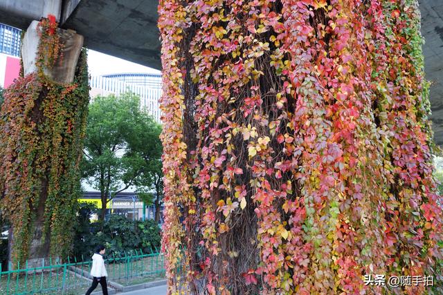 邂逅初冬美景，上海地铁11号线安亭段桥墩爬山虎红了