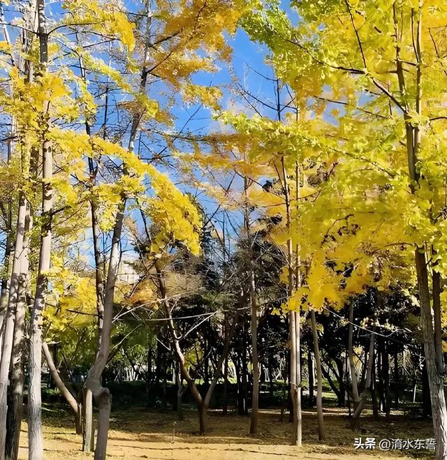 南阳申伯公园:落日熔金 秋叶簋鸣