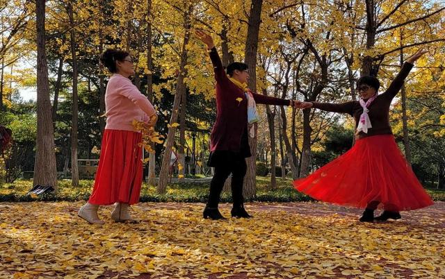 泰安：冬赏龙泽银杏 乐享“百姓园林”