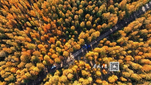 最佳观赏期！这里的红杉林太出片了