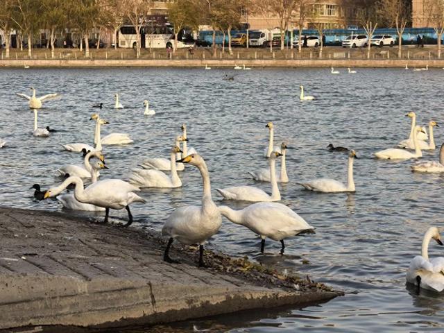 重走丝路看新疆 | 连续二十年赴约 野生天鹅认准“山水梨城”