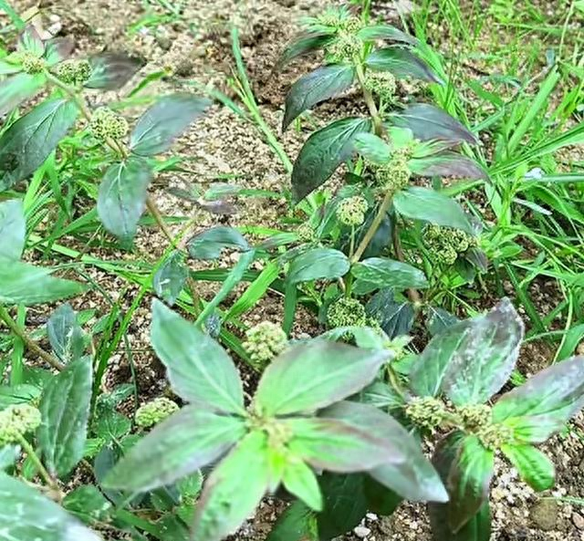 飞扬草的功效与作用及食用方法是什么（农村路边的飞扬草别乱拔）