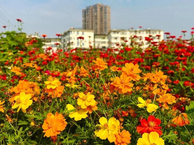 藏在宜丰城区的绝美花海，你打卡了吗？