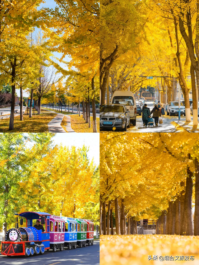 【乐游烟台】全部免费！烟台赏银杏必去这5个地方