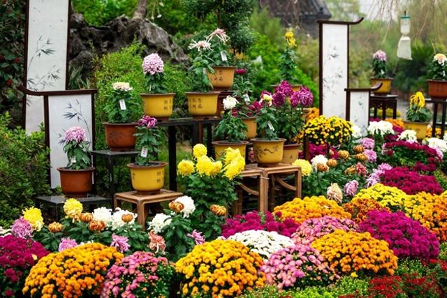 去赏菊，感受五彩斑斓的秋意！