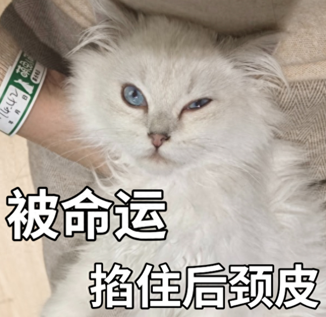 白白的肚皮大大的尾巴是哪首歌歌词（女士内裤）