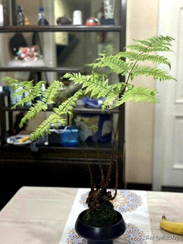 阴花不能进阳宅！这5种花“打死”也不能养，若家里有，赶快搬走