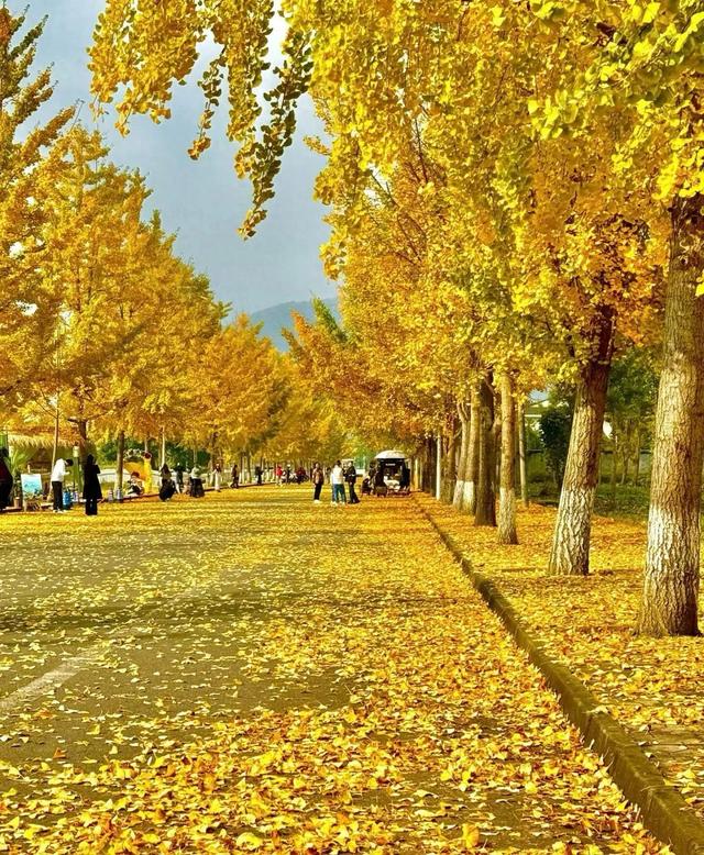 哇塞!成都这波操作太贴心,秋冬浪漫直接拉满!