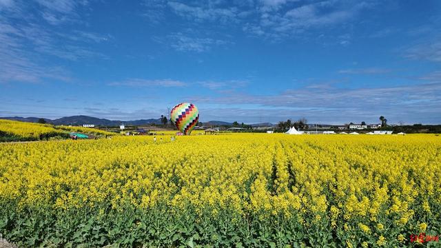 乘坐热气球、体验汉服咖啡，成都金堂赏花“耍法”上新