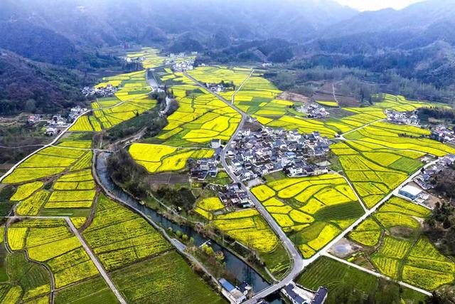 美不胜收！安徽黟县柯村镇千亩盆地油菜花迎来盛花期