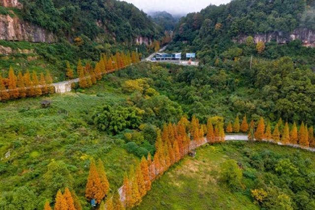 区县头条｜打卡央视同款风景！綦江古剑山水杉林迎来最佳观赏期