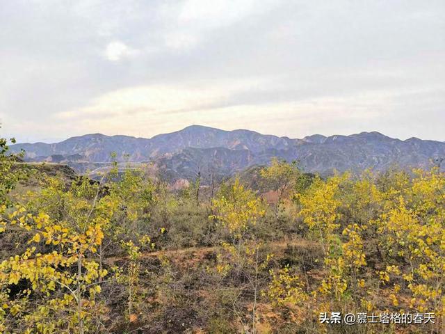 安宁北山游记•一种野蘑菇