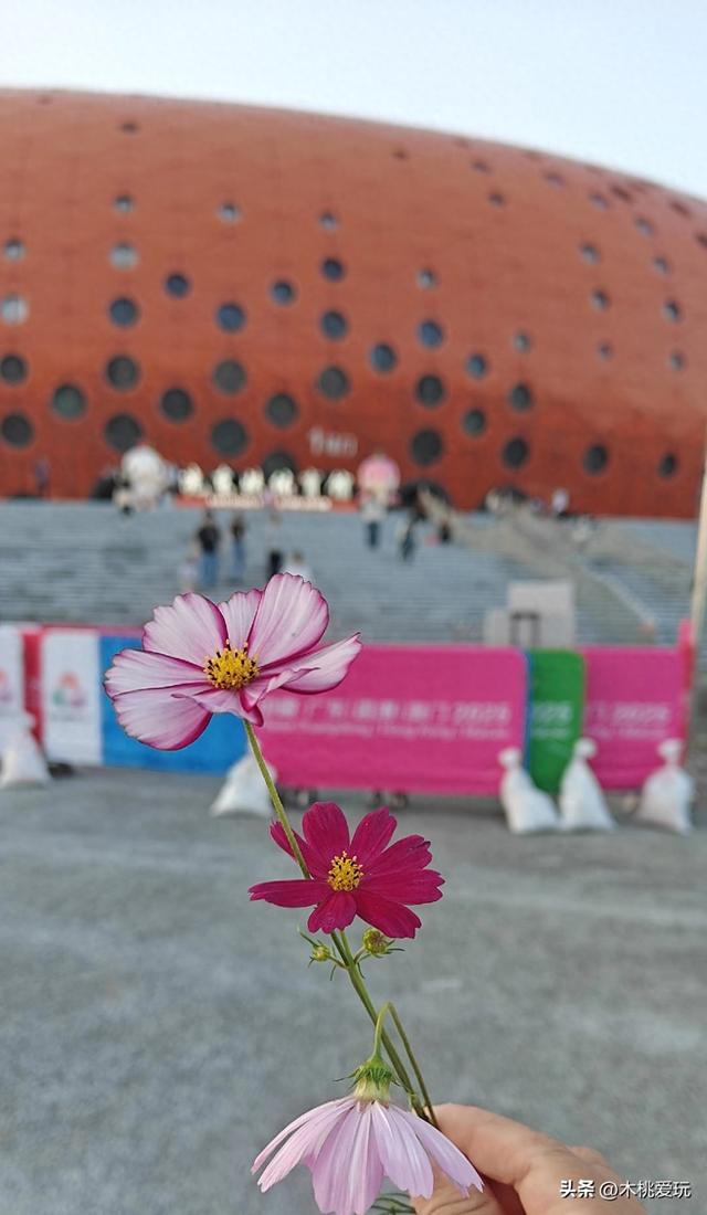 四会体育馆！千株格桑花盛放引万人打卡，全运会氛围藏着浪漫花海
