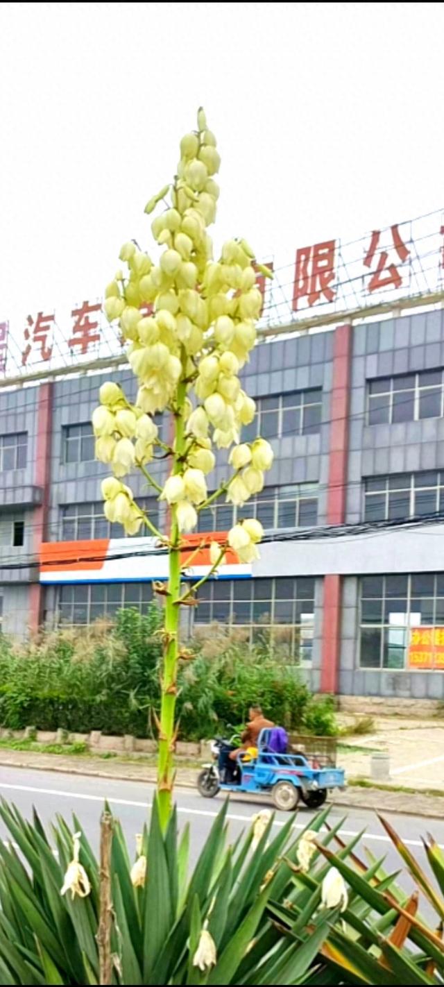 冬日偶遇花期中的剑麻