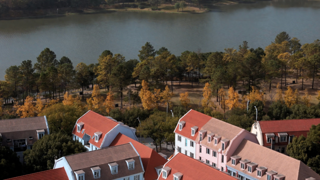 不扫的金叶，是罗店藏在碎金光影里的秋日私语