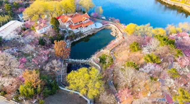 青岛梅园本周末将迎来最佳观赏期