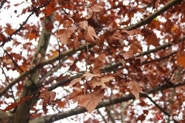 金光满枝！三元路梧桐大道美成油画