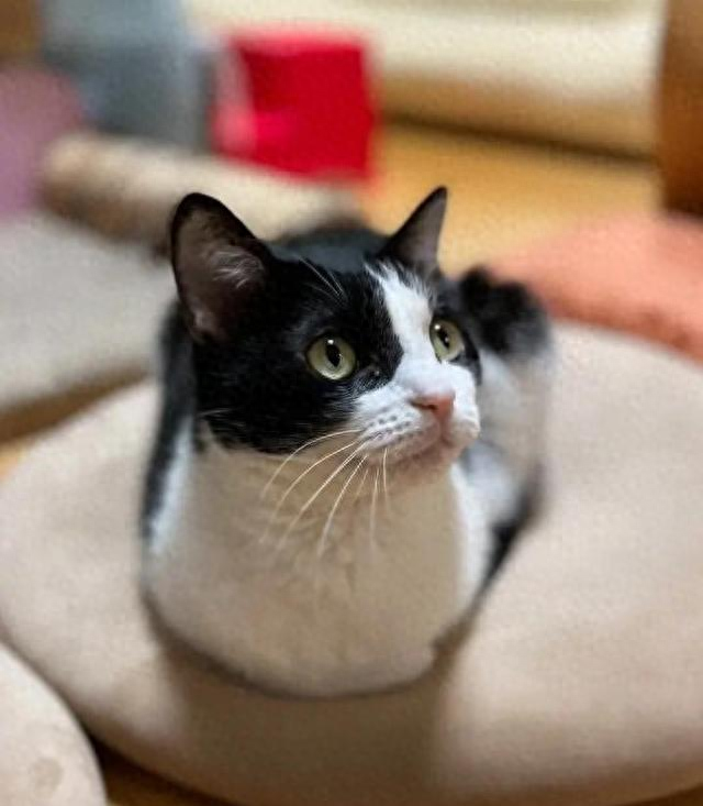 做梦梦到猫追我（猫咪每天盯着你干啥三件事让它心动你猜中几件）