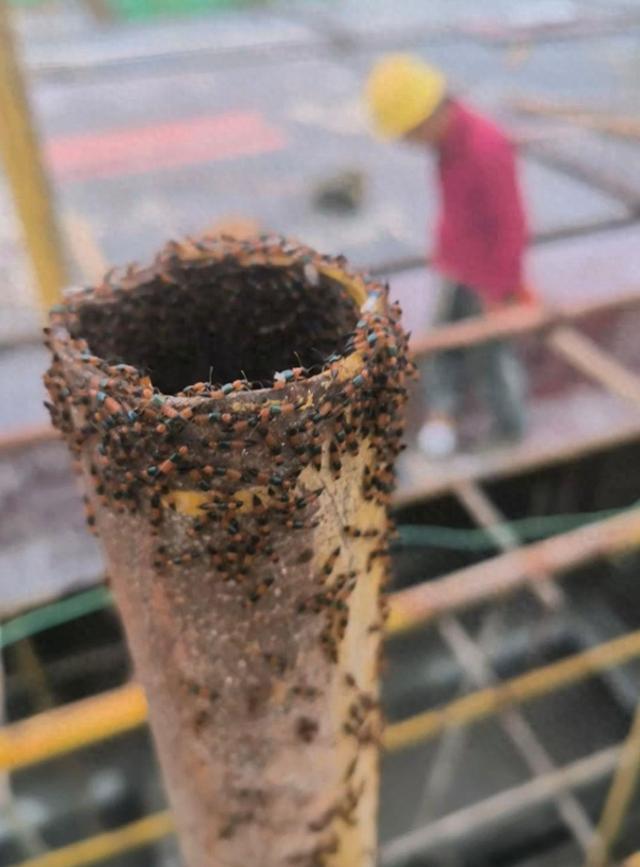 河南多地现“行走的硫酸”：洛阳一工地脚手架密密麻麻全是，南阳4岁女童沾上它脖子红肿溃烂20余天未痊愈